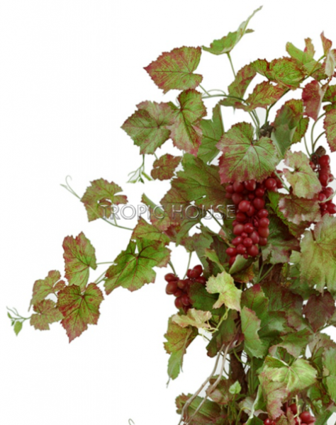 Виноградная лоза с красным виноградом