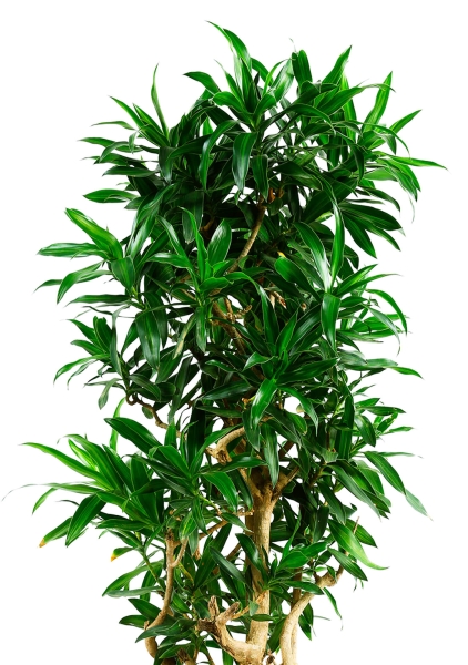 Драцена Песнь Ямайке 32/110 см в CUBE 40