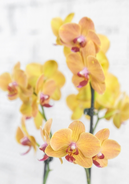 Орхидея Фаленопсис 2 ствола желтая 12/60 см