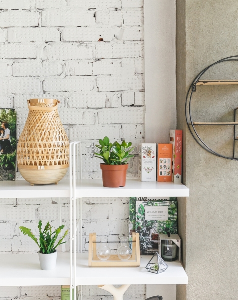 Крассула Овата 12/20 см