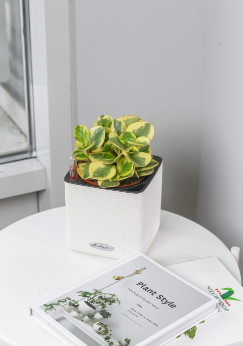 Пеперомия Биколор 12/20 см в CUBE COLOR 14