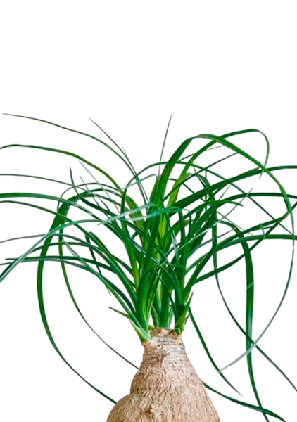 Нолина на стволе 12/35 в OJO