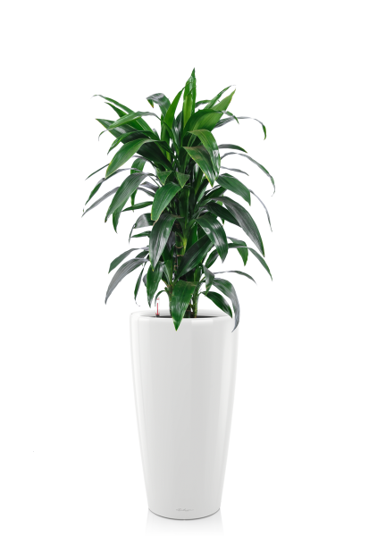 Драцена Джанет Крейг в RONDO 32