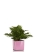 Блехнум 12/30 см в CUBE GLOSSY KISS 14