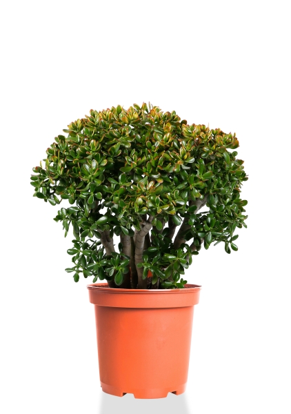 Крассула 32/65 см Крассула 32/65 см