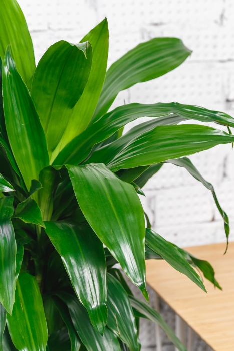 Драцена Джанет Крейг бранч 27/120 см