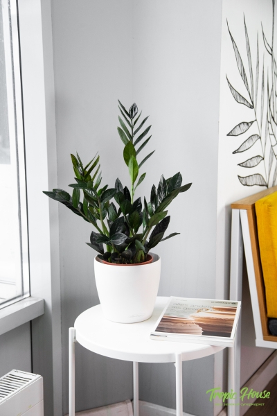 Замиокулькас Равен 15/50 в CLASSICO COLOR 18 Замиокулькас Равен 15/50 в CLASSICO COLOR 18