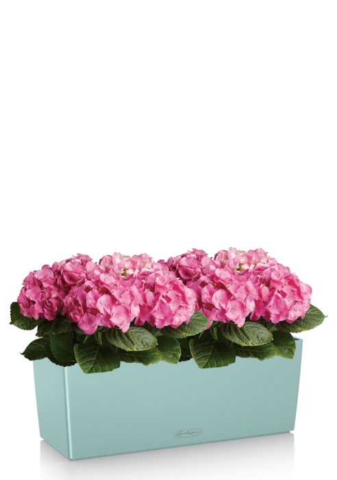 Гортензия розовая в BALCONERA 50, голубой