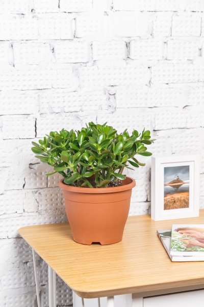 Крассула Овата 23/40 см