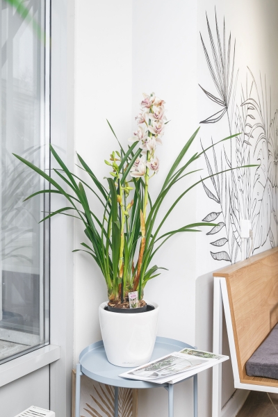 Орхидея Цимбидиум в CLASSICO LS 21