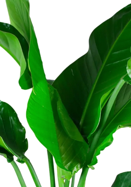 Стрелиция Николай 24/120 в CLASSICO COLOR 35 Стрелиция Николай 24/120 в CLASSICO COLOR 35