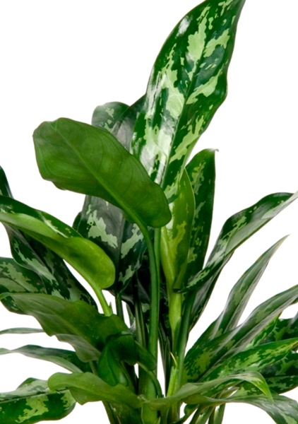 Аглаонема Мария 15/35 в CUBE COLOR 16