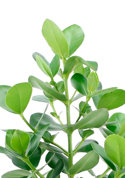 Клузия в CLASSICO COLOR 21