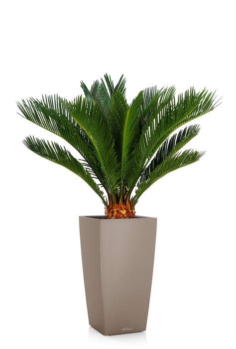 Цикас в CUBICO COLOR 30, песочно-коричневый