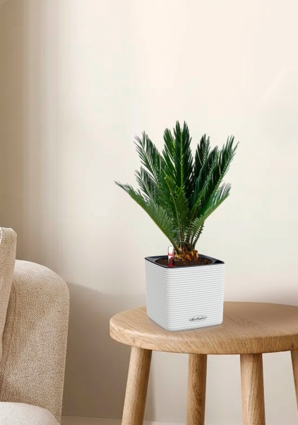 Цикас в CUBE COLOR 14 Цикас в CUBE COLOR 14