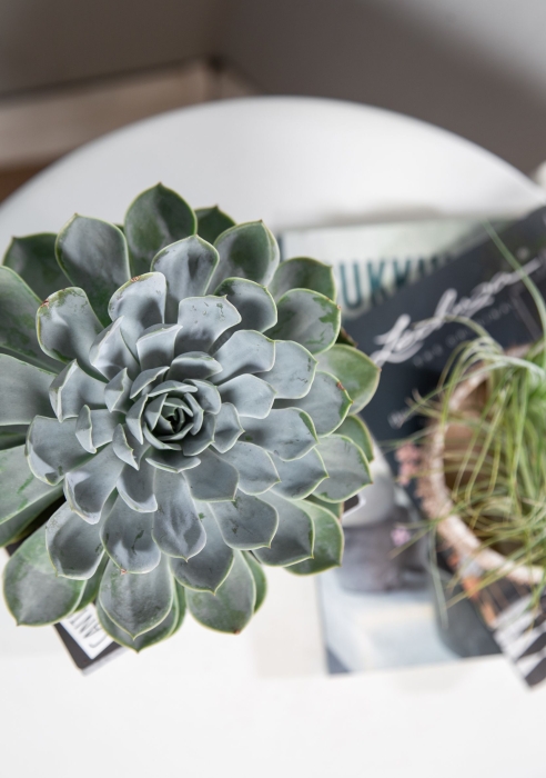 Эхеверия цветная в CANTO Stone 14