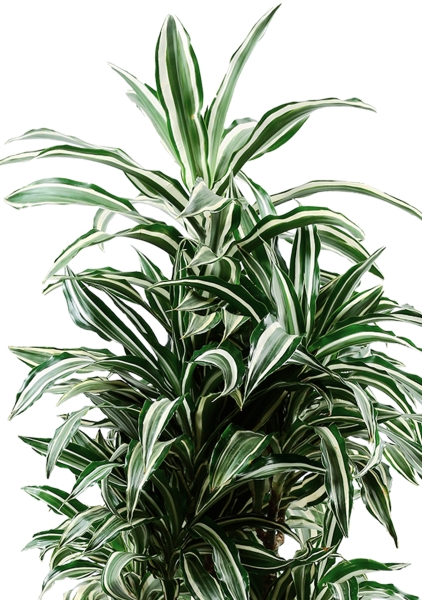 Драцена Варнески бранч 27/130 см в CANTO STONE HIGH 40