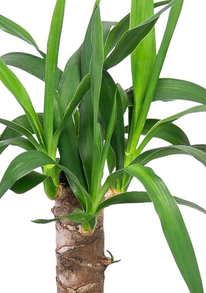 Юкка 1 ствол 12/55 см