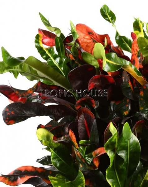 Кротон (Кодиеум) Мамми 30/130 см