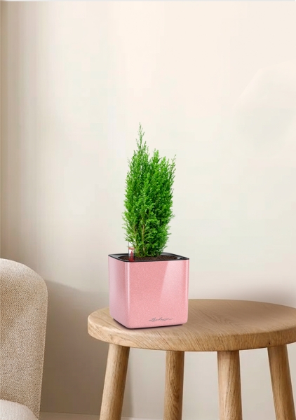 Кипарисовик микс 9 см в CUBE GLOSSY KISS 14