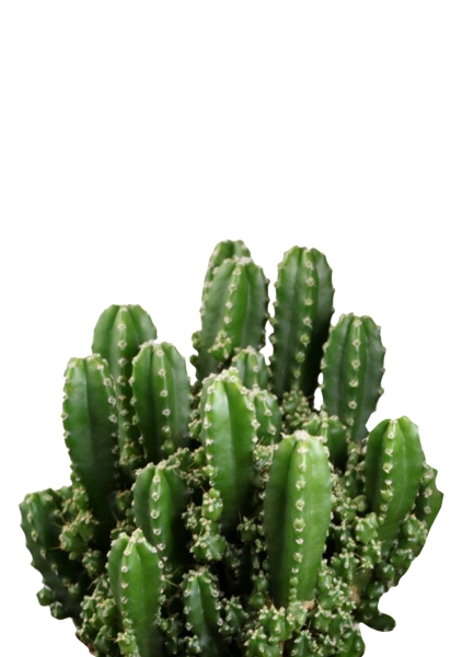 Кактус Цереус Полина 10/20 см в CANTO STONE 14