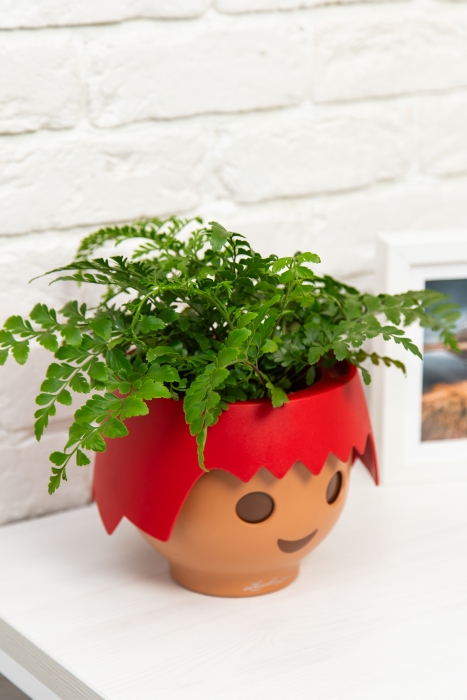 Папоротник Парвати в OJO