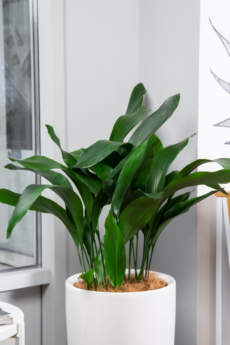 Аспидистра в RONDO 32