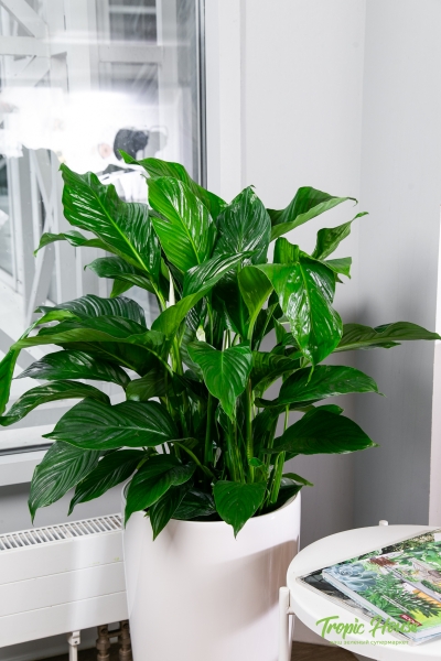 Спатифиллум в RONDO 32