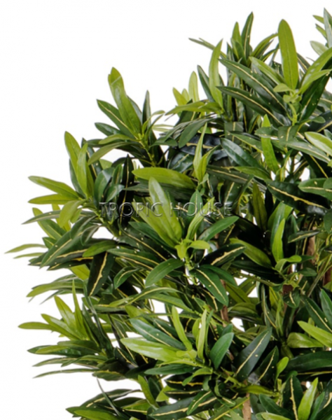 Кротон Голдфингер Рефлекса