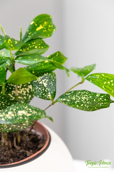 Драцена Суркулоза 12/40 см