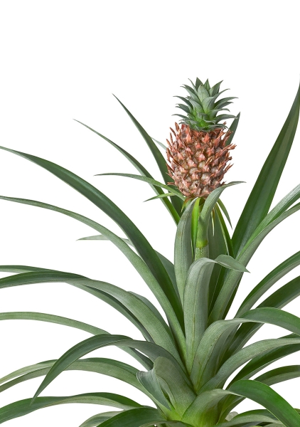 Ананас 15/50 см в CILINDRO 23