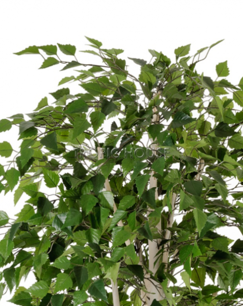 Берёза натуральная