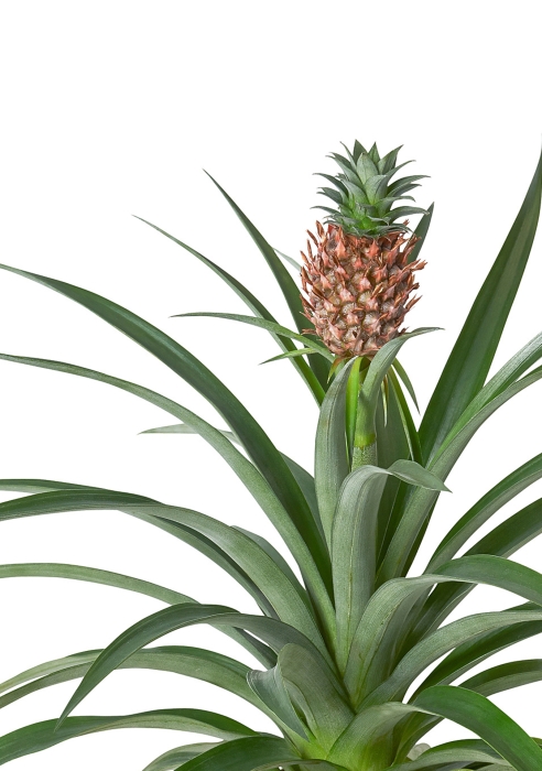 Ананас 15/50 см в CILINDRO 23