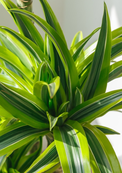 Драцена Лемон Лайм 2 ствола 17/65 см