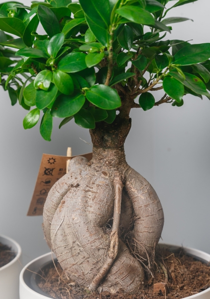 Фикус бонсай в CLASSICO Color 21 Фикус бонсай в CLASSICO Color 21