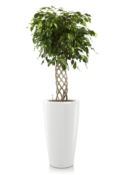 Фикус Экзотика решетка RONDO 40