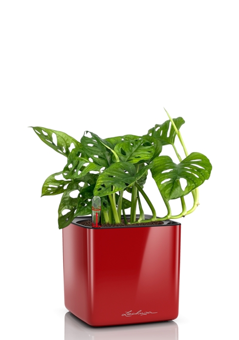 Монстера Манки 12/30 см в CUBE GLOSSY 14, ярко-красный блестящий