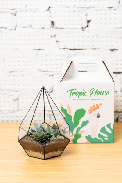 Флорариум - мини капля с суккулентами