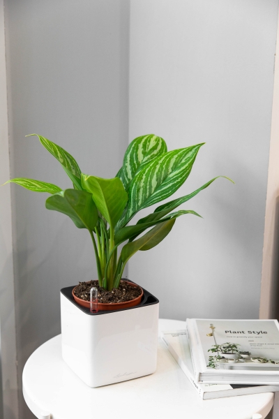 Аглаонема Страйп в CUBE GLOSSY 14