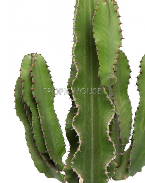 Эуфорбия Ингенс в CUBICO 30