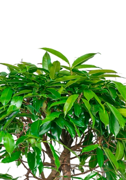 Фикус Амстел Кинг переплетенный 40/170 см в QUADRO LS 43