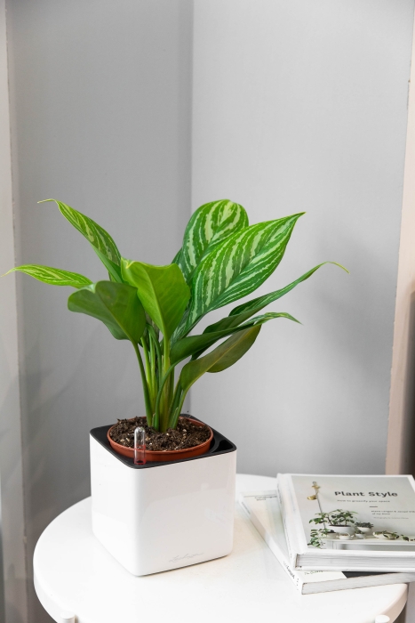 Аглаонема Страйп в CUBE GLOSSY 14