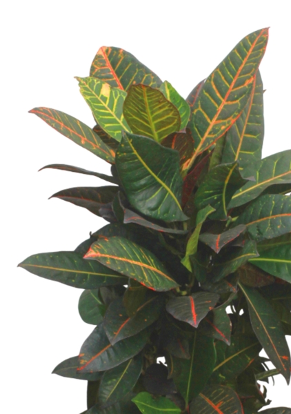 Кротон (Кодиеум) Петра 27/100 см в CUBICO COLOR 30