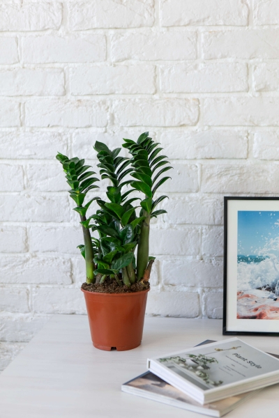 Замиокулькас Зензи 14/50 см в LAMELA Juka 19x19