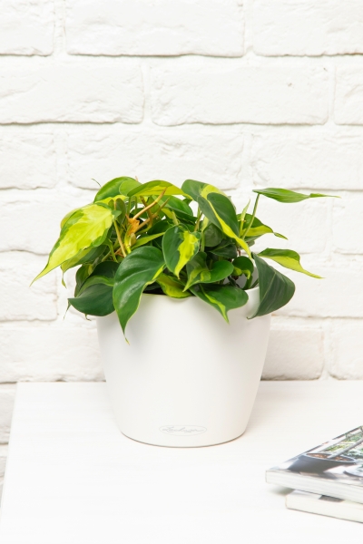 Филодендрон Сканденс Бразил 17/30 см