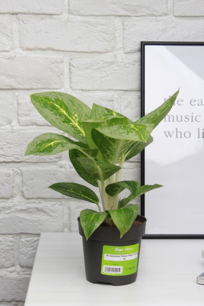 Аглаонема Лемон Минт 12/40 см