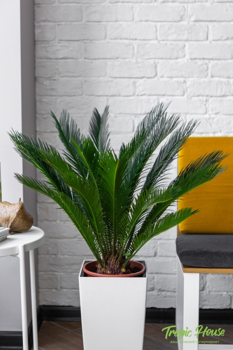 Цикас в CUBICO COLOR 30