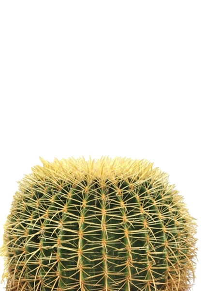 Эхинокактус Грузони 7/8 см в CUBE GLOSSY Kiss 14 Эхинокактус Грузони 7/8 см в CUBE GLOSSY Kiss 14