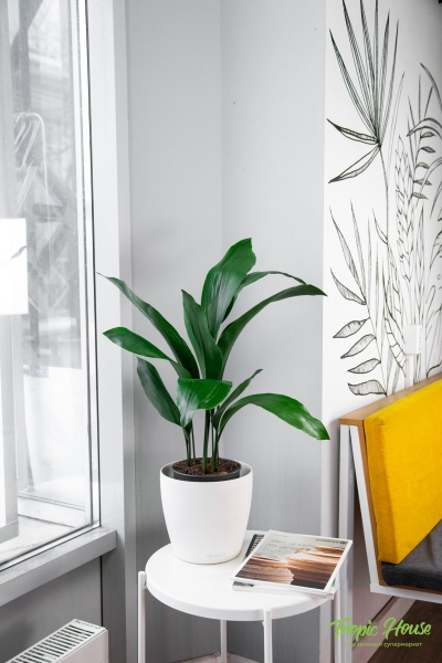 Аспидистра в CLASSICO Color 21 Аспидистра в CLASSICO Color 21