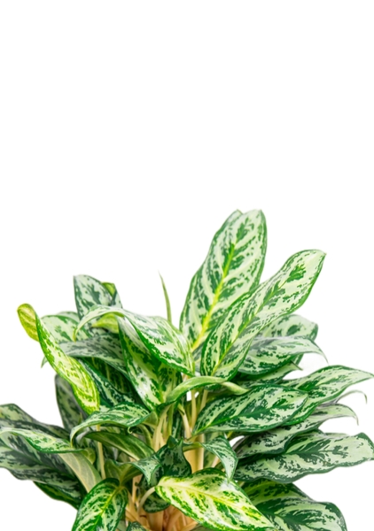 Аглаонема Сильвер Квин 19/50 см в CLASSICO COLOR 28 Аглаонема Сильвер Квин 19/50 см в CLASSICO COLOR 28